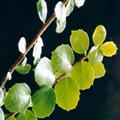 Orange Thorn